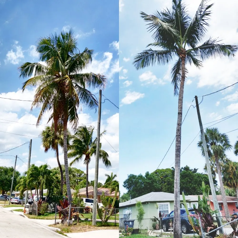 Reliable garden landscaping in Jupiter Island, FL - Dream Property Professionals