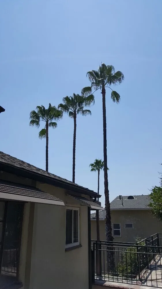 Affordable landscape installation experts serving Altadena, CA - Dream Scape Inc