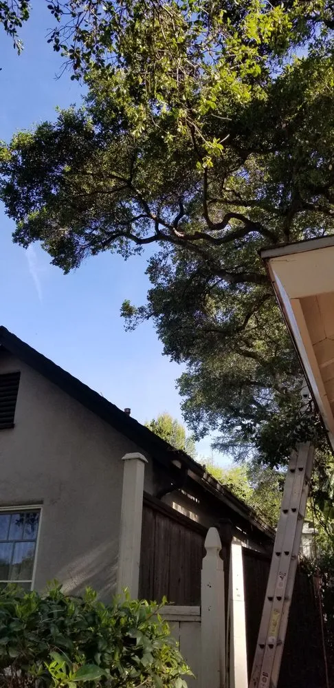 Professional landscape installation for beautiful yards in Altadena, CA by Dream Scape Inc