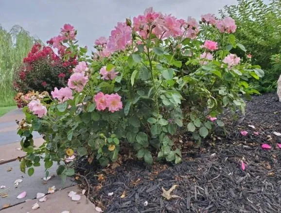 Local garden landscaping experts serving Hagerstown, MD - Dream Scapes