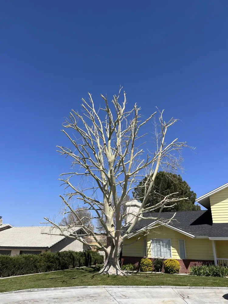 Local landscaping services for outdoor upgrades across Apple Valley, CA - Dream View Landscape and Maintenance