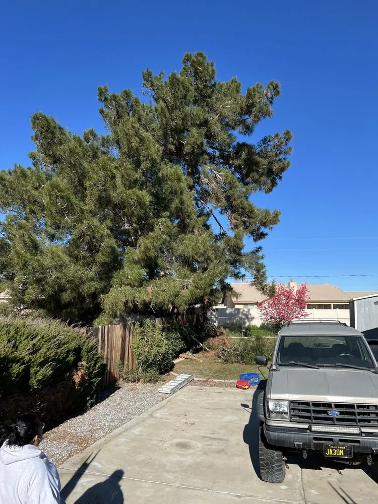 Top-rated yard maintenance in Apple Valley, CA - Dream View Landscape and Maintenance