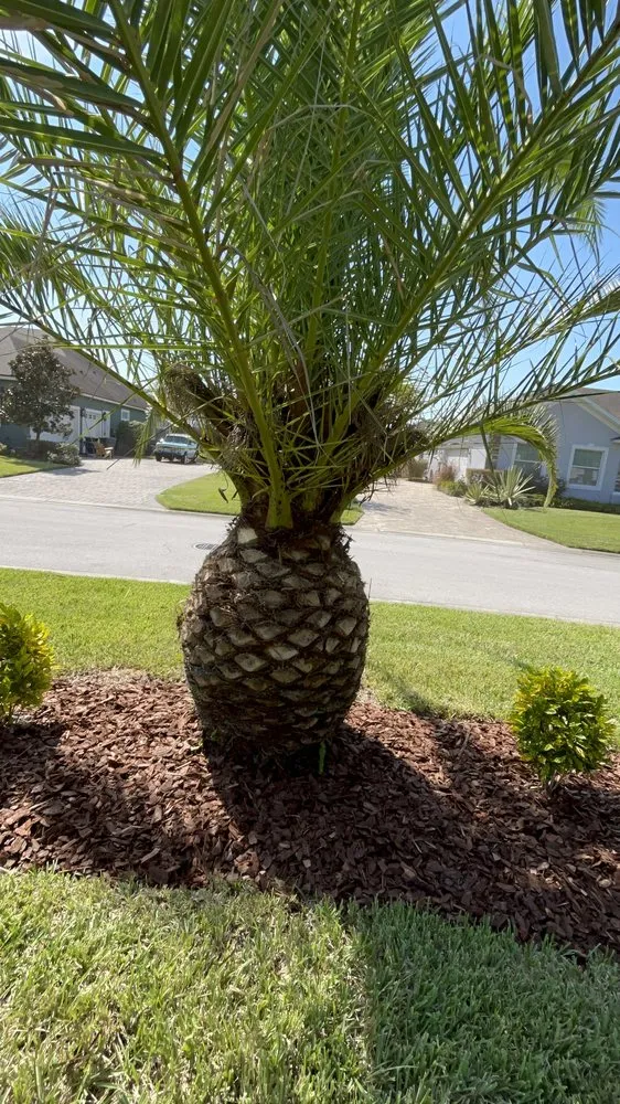 Reliable residential landscaping in Lakeland, FL - Dreamers Landscape and Lawn Care Service