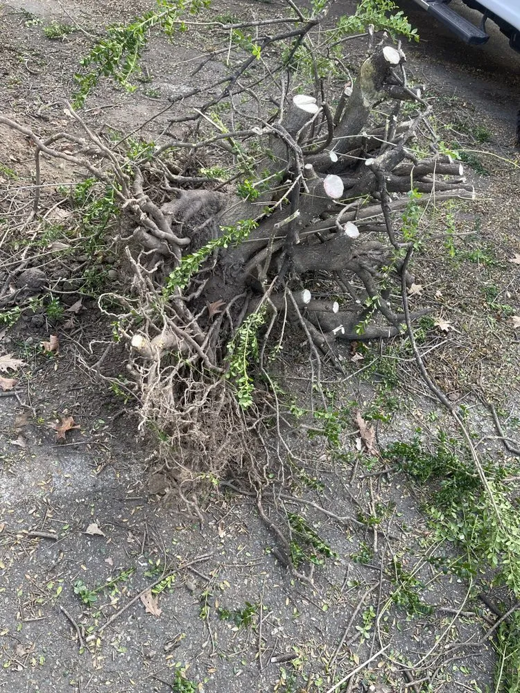 Trusted garden landscaping with custom design in Seattle, WA by Dreamer’s Landscaping