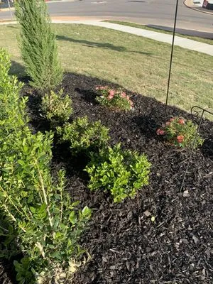 Dreaming Tree Lawn Care Logo