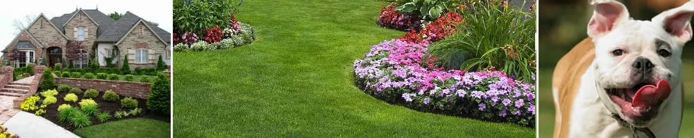 Affordable yard maintenance experts serving Virginia Beach, VA - Dreamlawns
