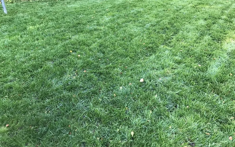 Expert lawn mowing service experts serving Virginia Beach, VA - Dreamlawns