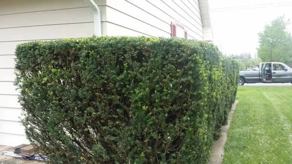 Affordable yard maintenance for outdoor upgrades in Allentown, PA by Dreams Lawn Service