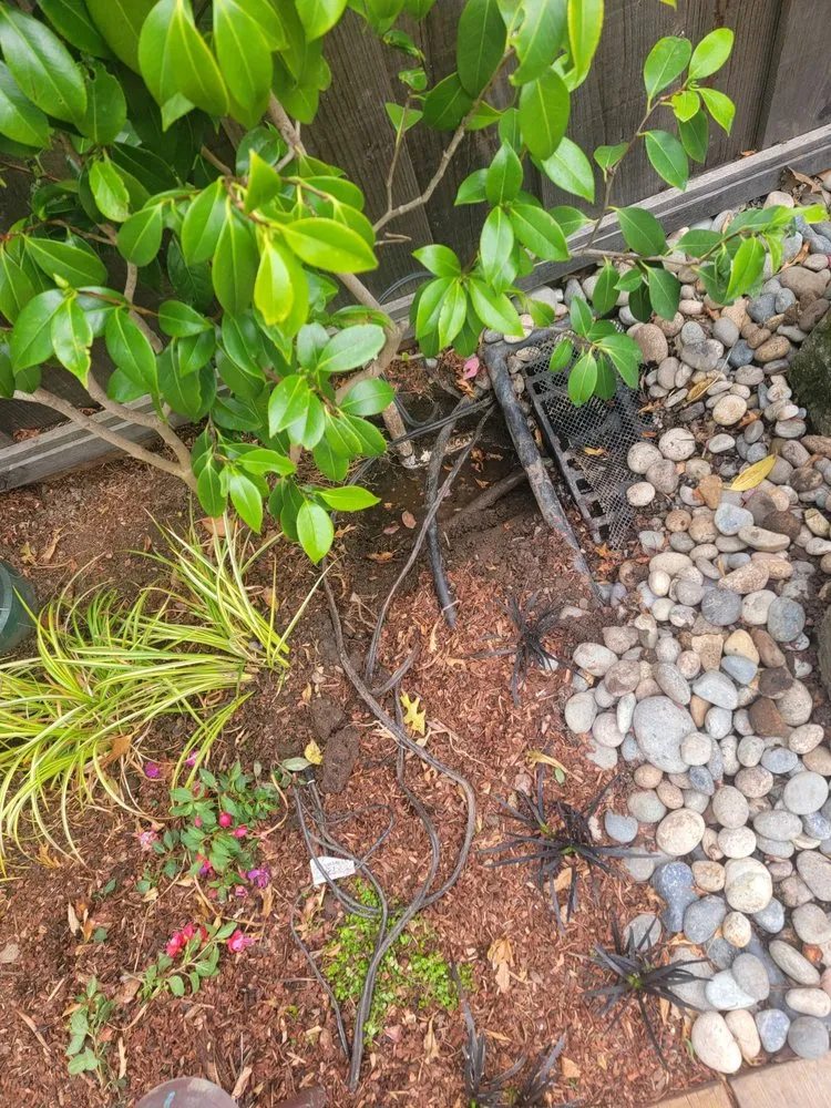 Custom yard cleanup service experts serving Santa Cruz, CA - Dreamscape Creative Landscape Solutions