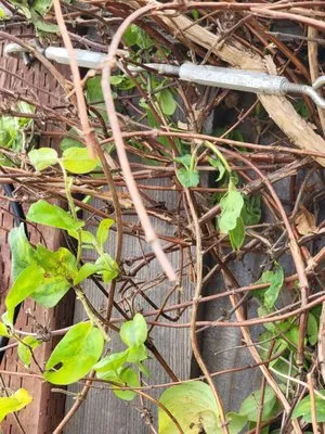 Dreamscape Creative Landscape Solutions