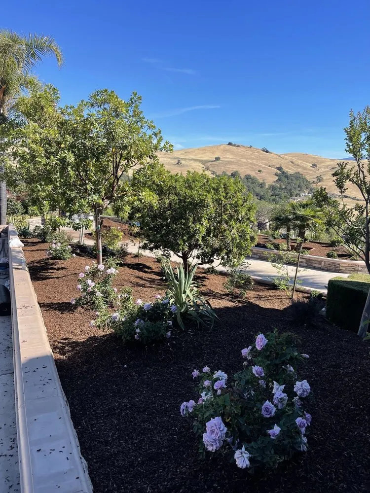 Professional yard maintenance in Sunnyvale, CA - Dreamscape Design & Build