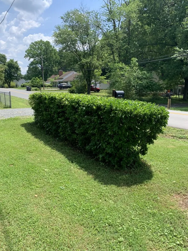 Trusted yard cleanup service for residential properties in Leesburg, VA by DreamScape Landscaping