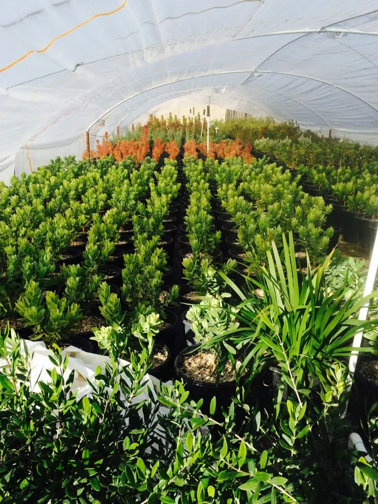 Trusted landscape design for homes in Orcutt, CA by Dreamscape