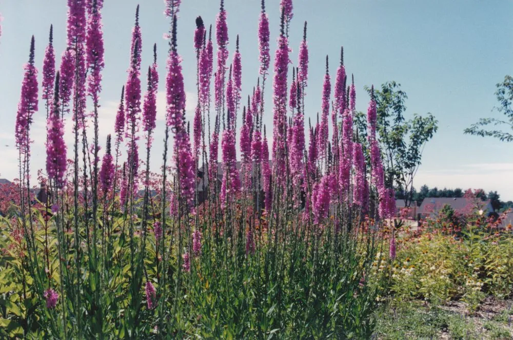 Custom garden landscaping near you in Acworth, GA by DreamScapes