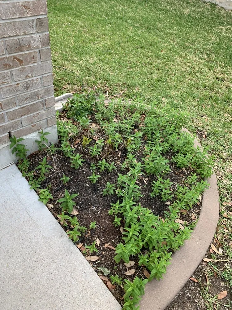 Top-rated landscaping services for outdoor upgrades across Bastrop, TX - DreamScapes