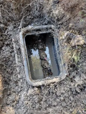 Dreamscapes landscaping and irrigation Logo