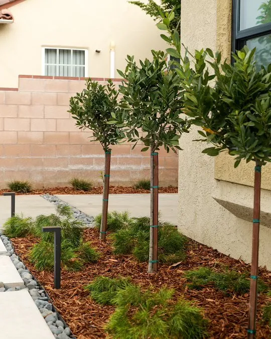 Expert yard maintenance near you across Glendora, CA - Dreamscapes Landscaping