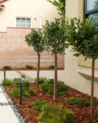 Dreamscapes Landscaping