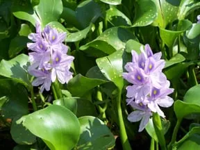 Reliable residential landscaping for year-round maintenance in Lebanon, PA by Dreamscapes Watergardens