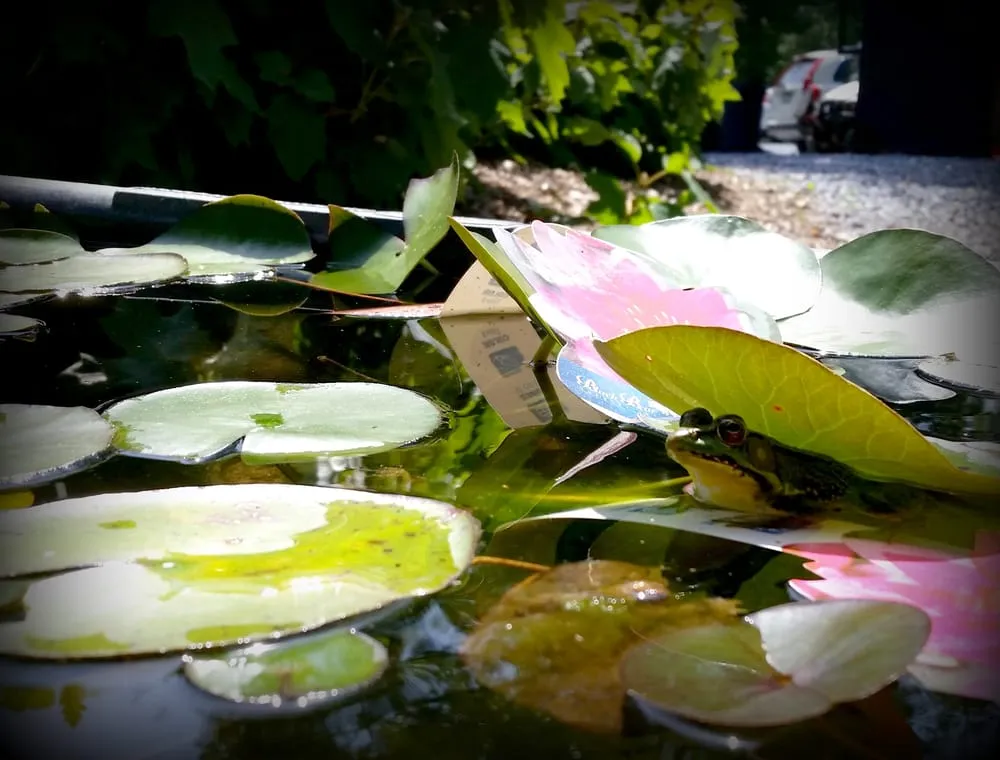 Custom lawn care service experts serving Lebanon, PA - Dreamscapes Watergardens