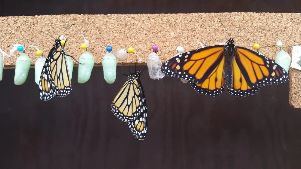 Local lawn care service for beautiful yards in Lebanon, PA by Dreamscapes Watergardens