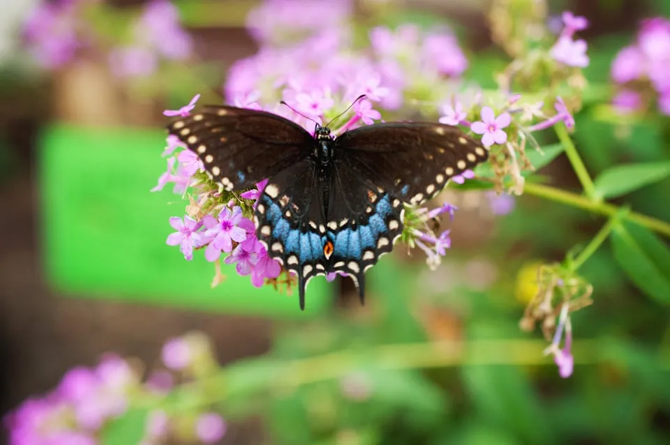 Top-rated garden landscaping for year-round maintenance in Lebanon, PA by Dreamscapes Watergardens