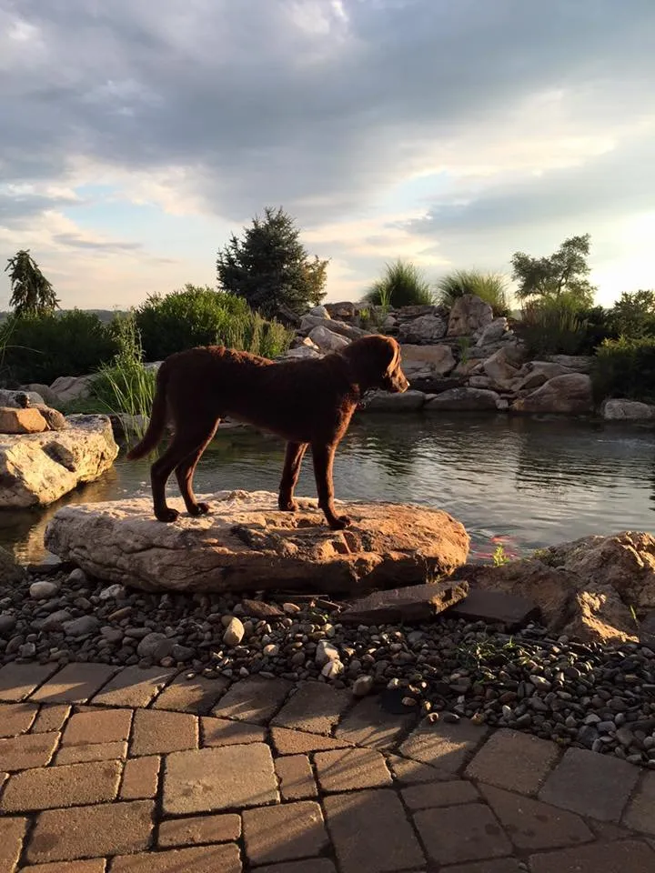 Affordable residential landscaping experts serving Lebanon, PA - Dreamscapes Watergardens