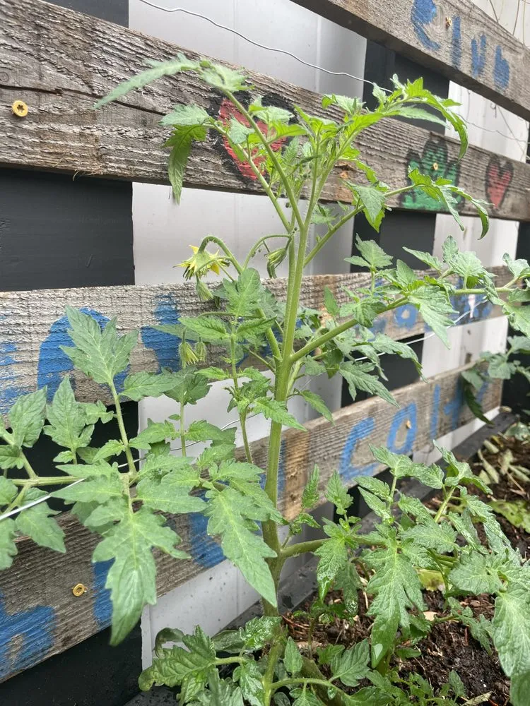 Trusted landscaping services in Bradenton, FL - Dreamspell Gardens