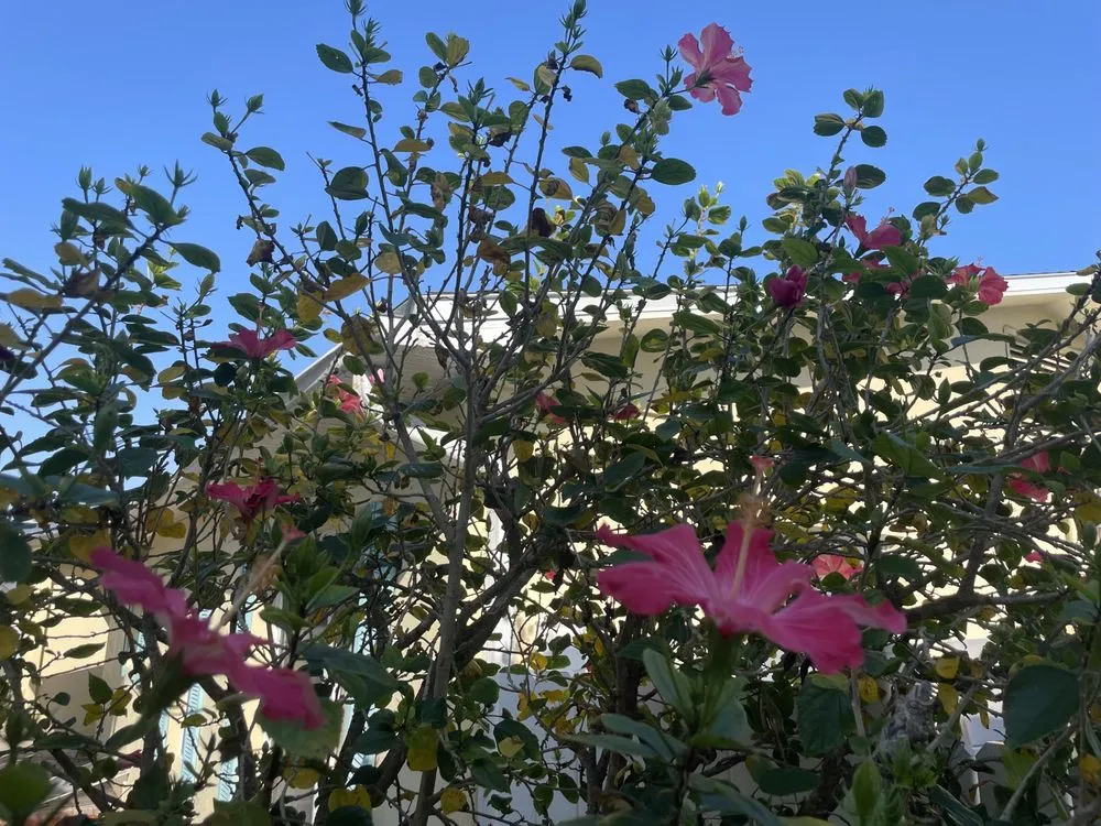 Expert lawn mowing service for year-round maintenance in Bradenton, FL by Dreamspell Gardens