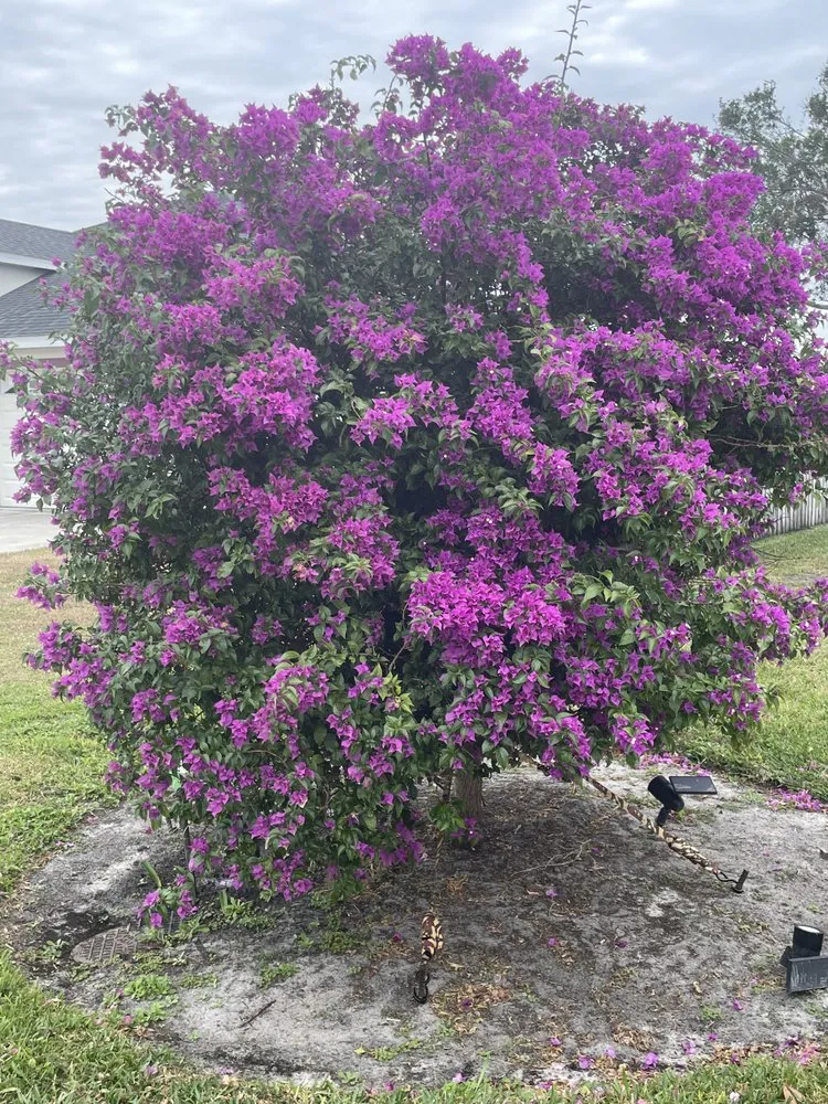 Reliable lawn care service for year-round maintenance in Bradenton, FL by Dreamspell Gardens