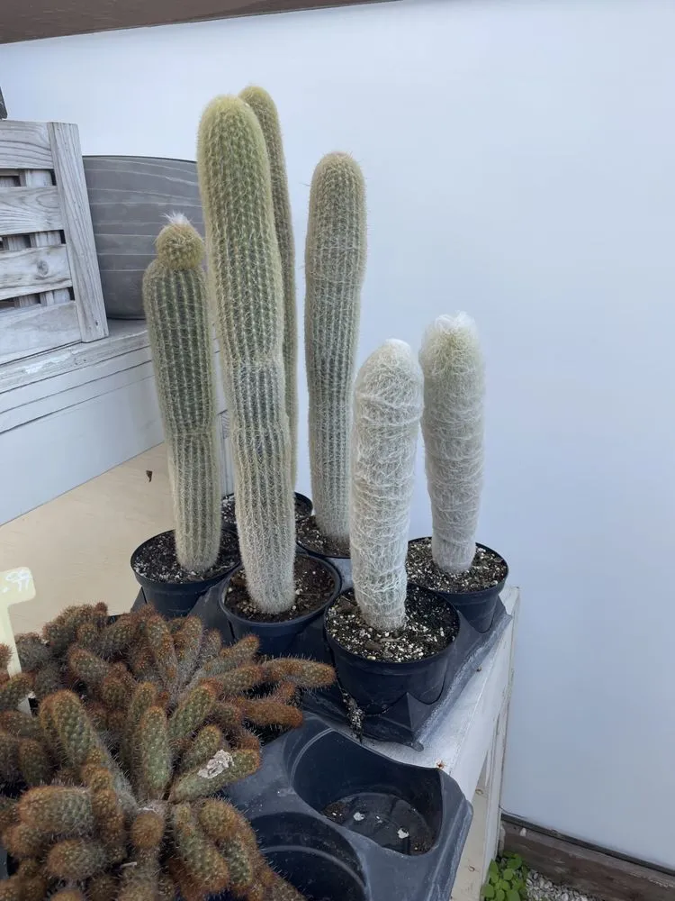 Trusted yard maintenance experts serving Bradenton, FL - Dreamspell Gardens