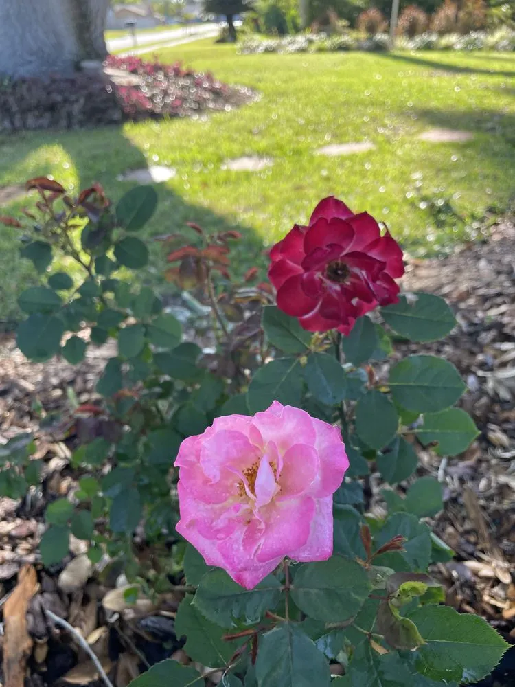 Affordable residential landscaping near you across Bradenton, FL - Dreamspell Gardens