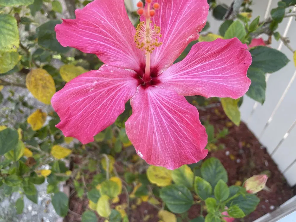 Trusted landscape installation in Bradenton, FL - Dreamspell Gardens