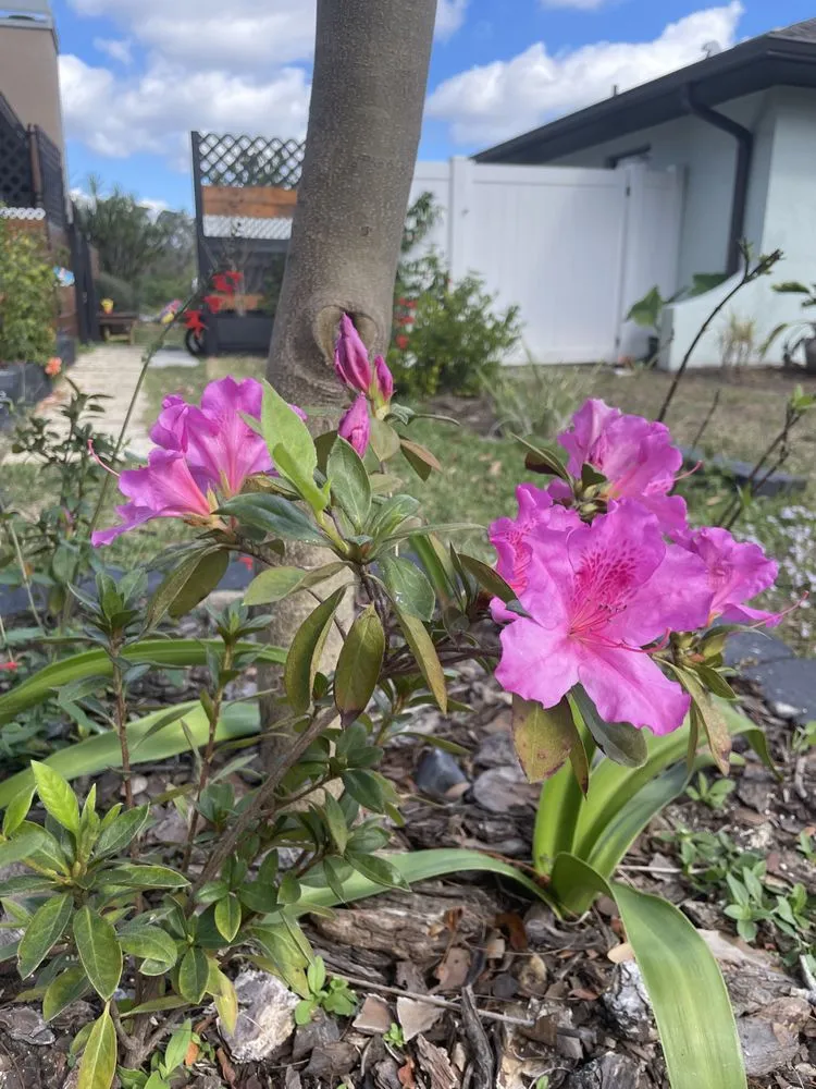 Professional lawn care service with custom design across Bradenton, FL - Dreamspell Gardens