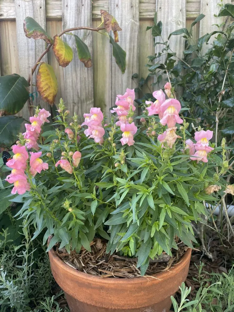 Top-rated garden landscaping for residential properties across Bradenton, FL - Dreamspell Gardens