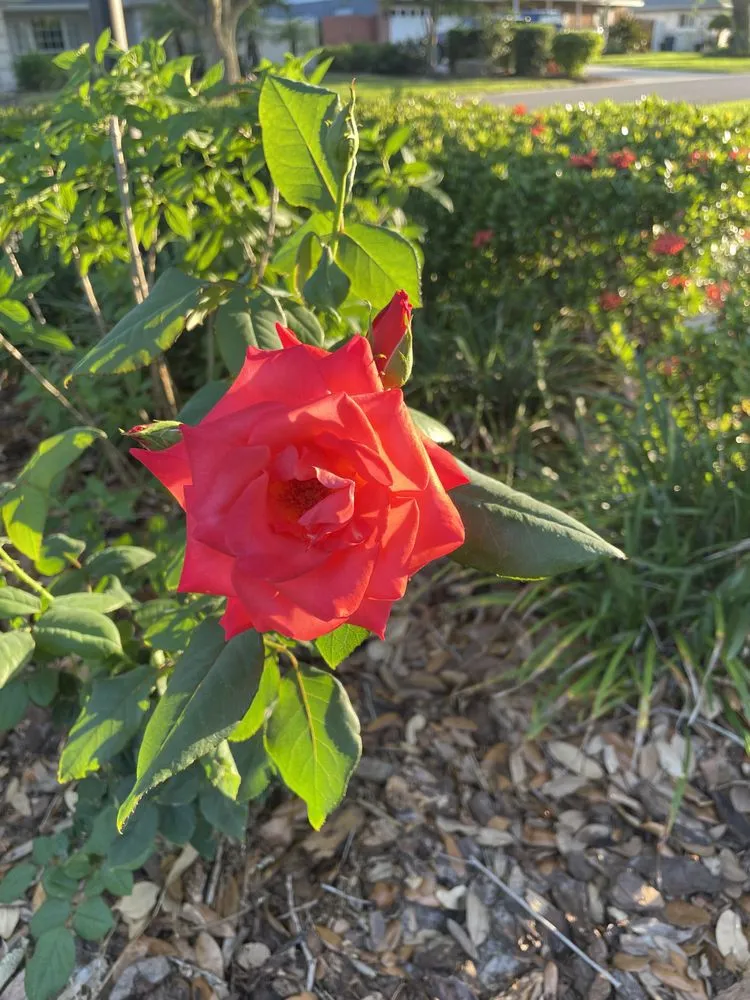 Trusted lawn care service in Bradenton, FL by Dreamspell Gardens