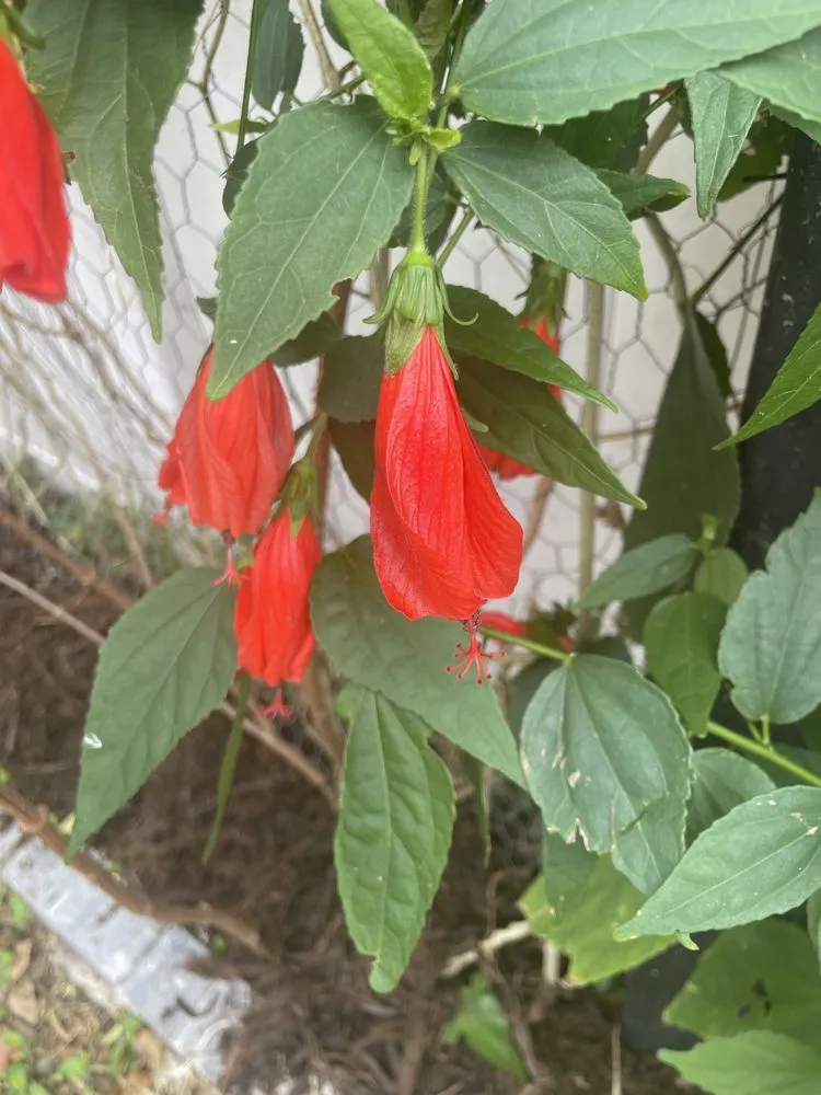 Custom landscape design experts serving Bradenton, FL - Dreamspell Gardens