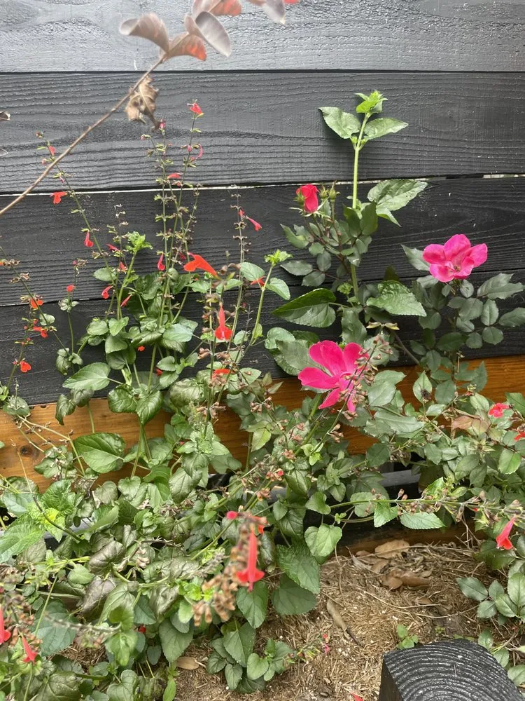 Expert yard maintenance for residential properties in Bradenton, FL by Dreamspell Gardens