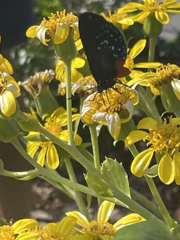 Expert outdoor landscaping with custom design in Bradenton, FL by Dreamspell Gardens