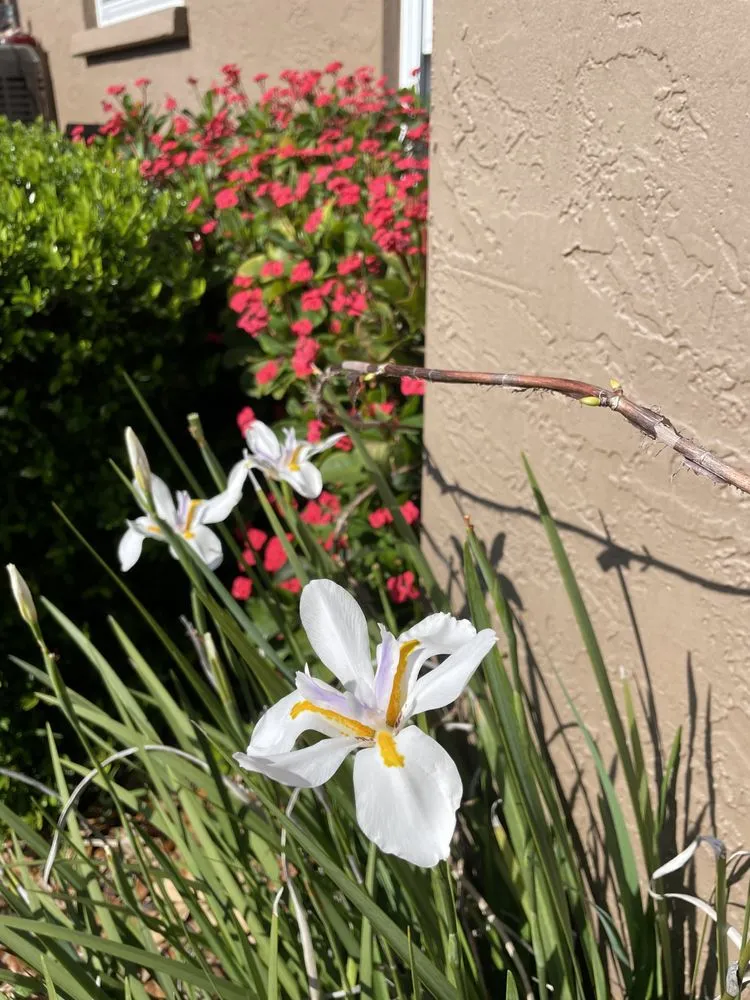 Trusted yard cleanup service for homes across Bradenton, FL - Dreamspell Gardens