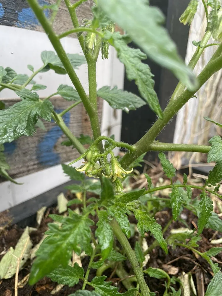 Affordable landscape design in Bradenton, FL - Dreamspell Gardens