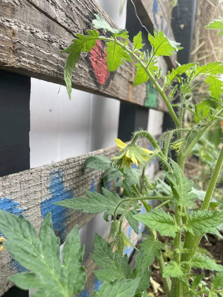 Professional landscape design for year-round maintenance in Bradenton, FL by Dreamspell Gardens