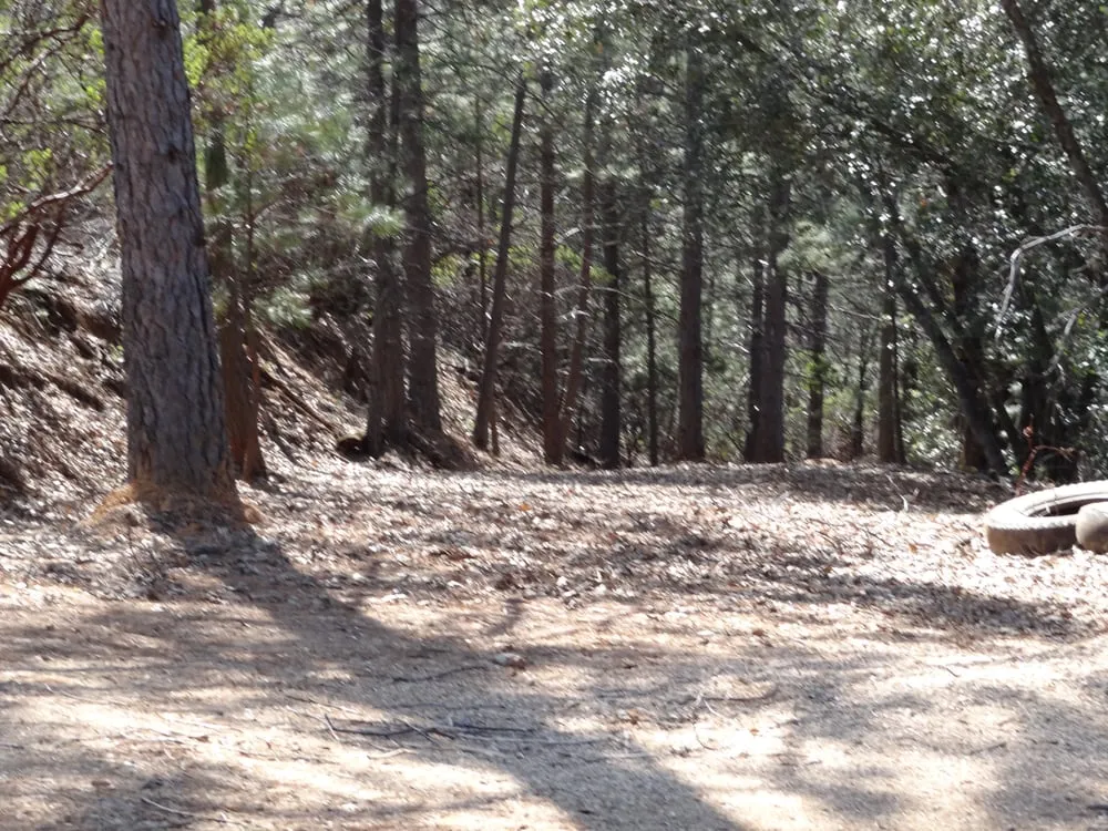 Trusted yard maintenance in Newcastle, CA by Dreher's Patch