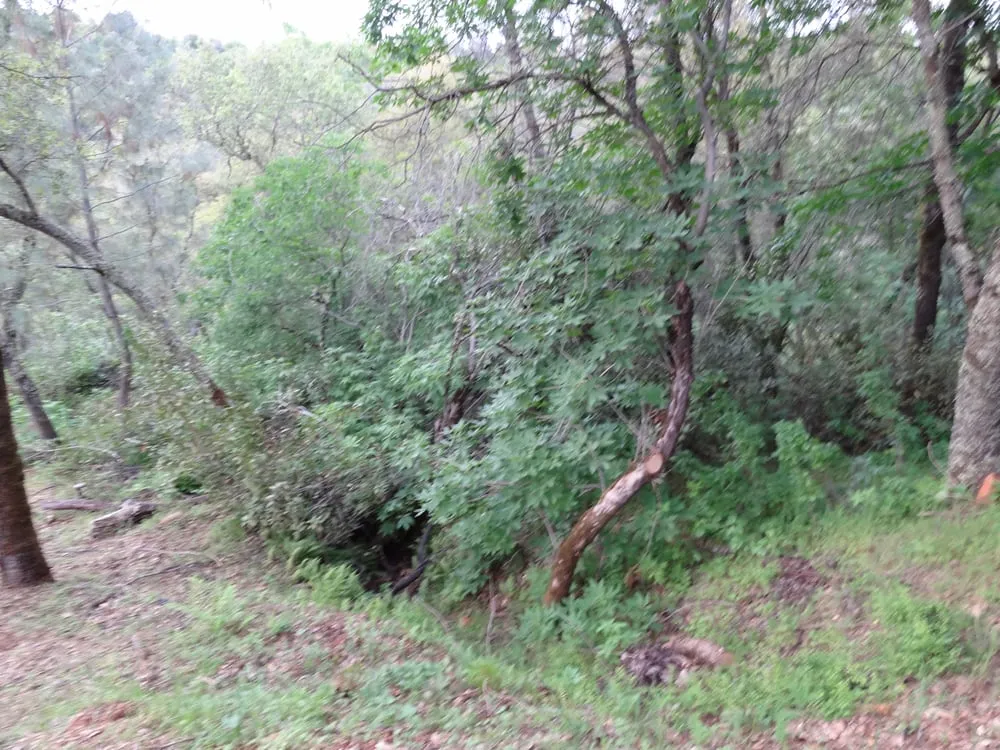 Top-rated landscaping services with custom design in Newcastle, CA by Dreher's Patch