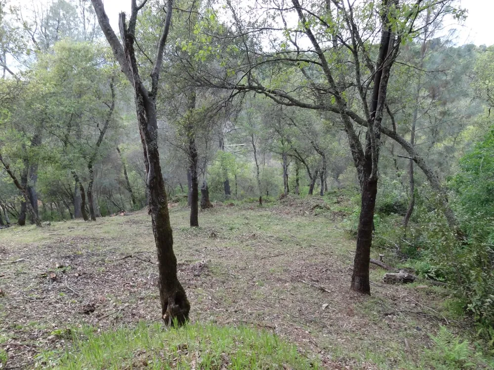 Affordable garden landscaping experts serving Newcastle, CA - Dreher's Patch