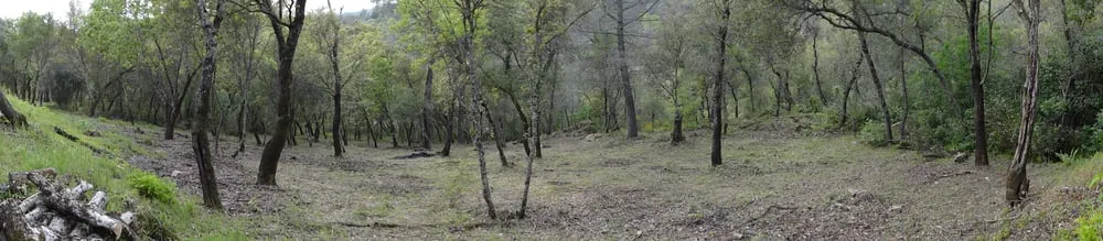 Top-rated yard maintenance for homes across Newcastle, CA - Dreher's Patch