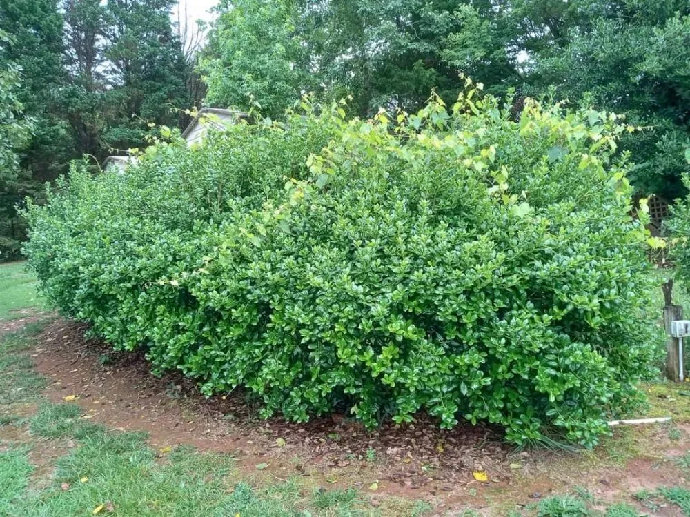 Reliable residential landscaping in Liberty, SC by Dre's Lawn Care