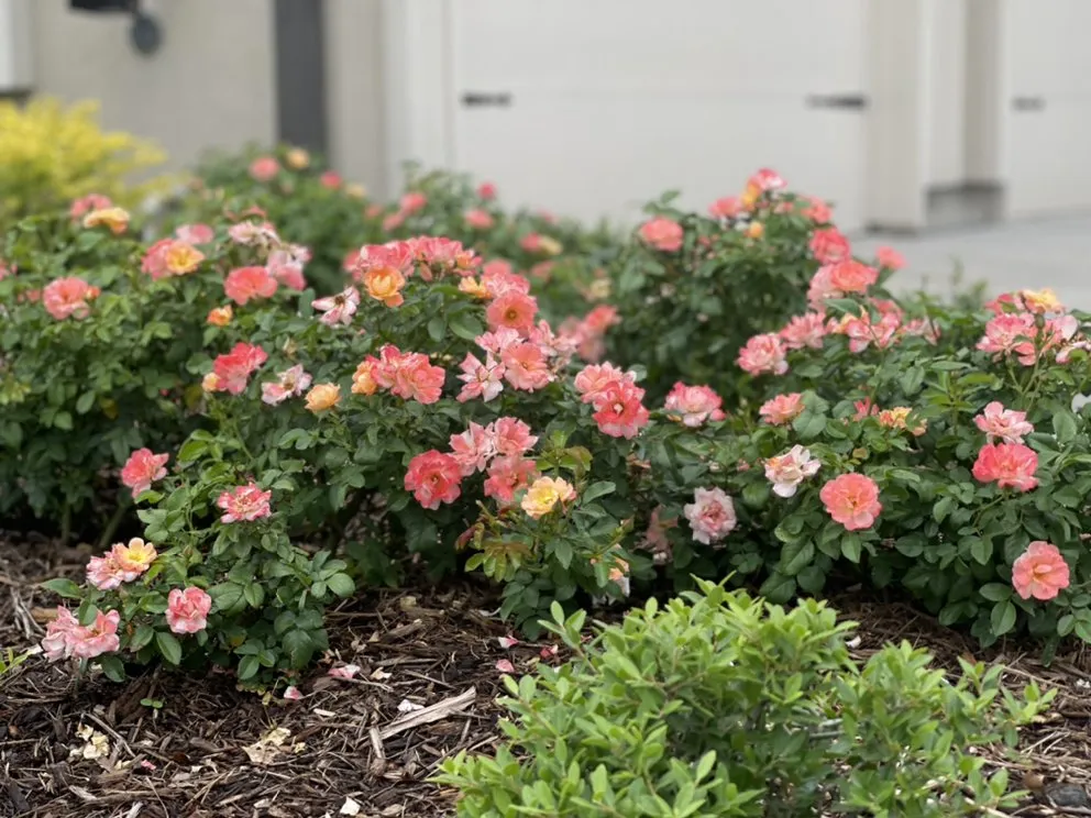 Affordable outdoor landscaping for outdoor upgrades across Houston, TX - DrewGreen Lawn & Landscape