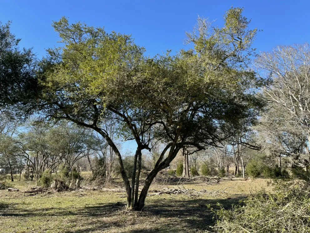 Professional landscaping services experts serving Houston, TX - DrewGreen Lawn & Landscape