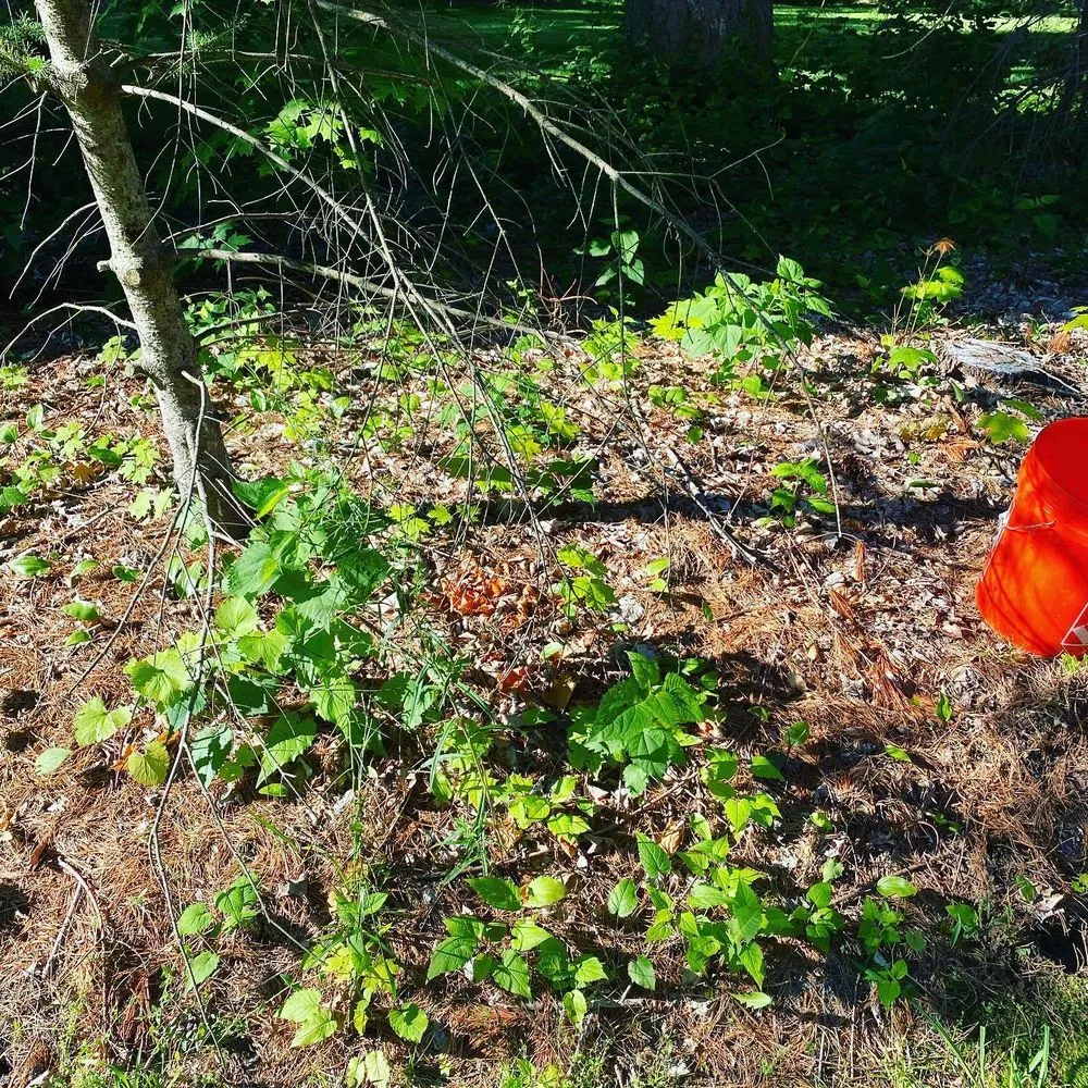 Top-rated garden landscaping for outdoor upgrades in West Hartford, CT by Dridi Landscaping